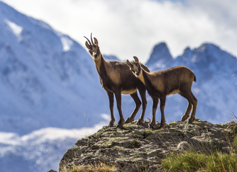 Sobre la ficció climàtica, els punks i els falsos miralls